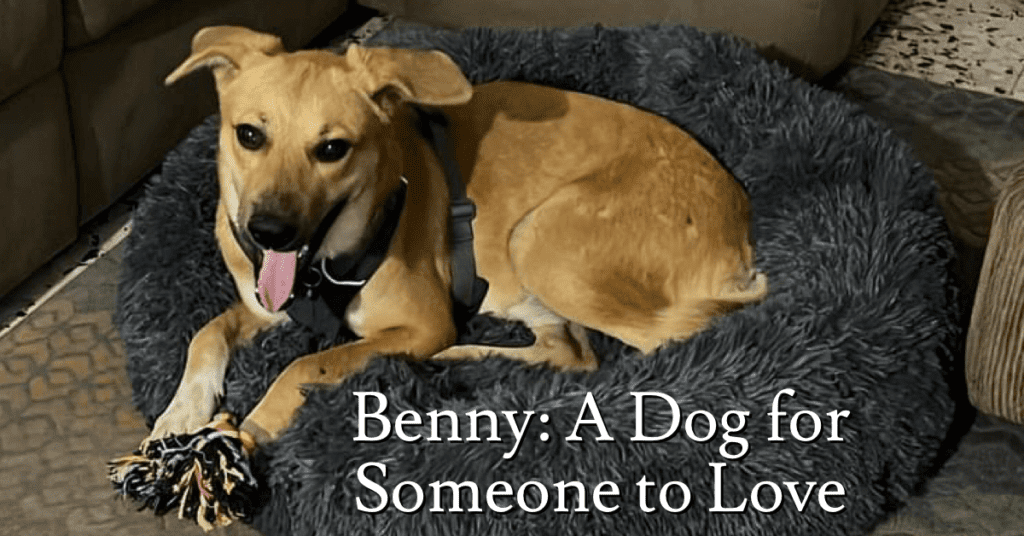 Benny the Dog