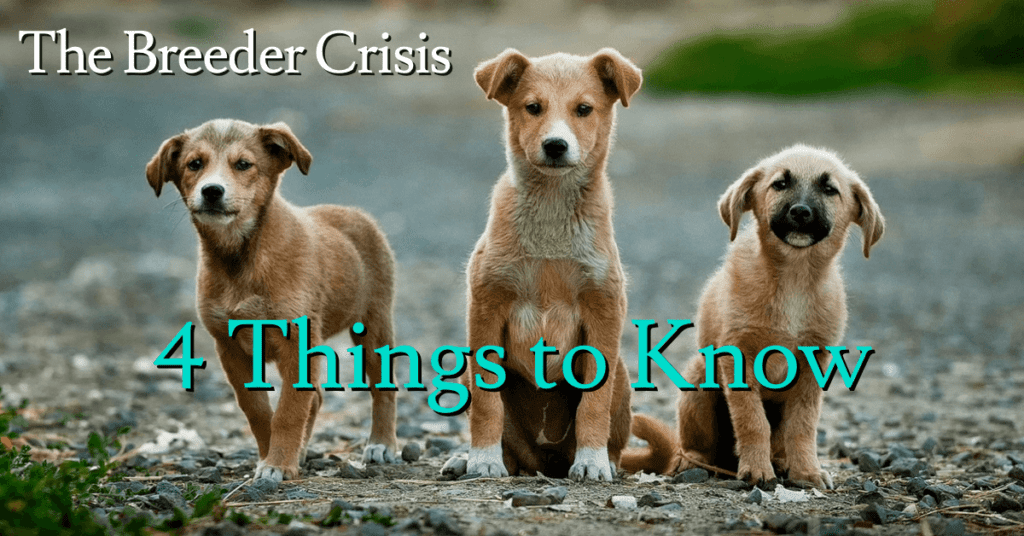 Breeder Crisis