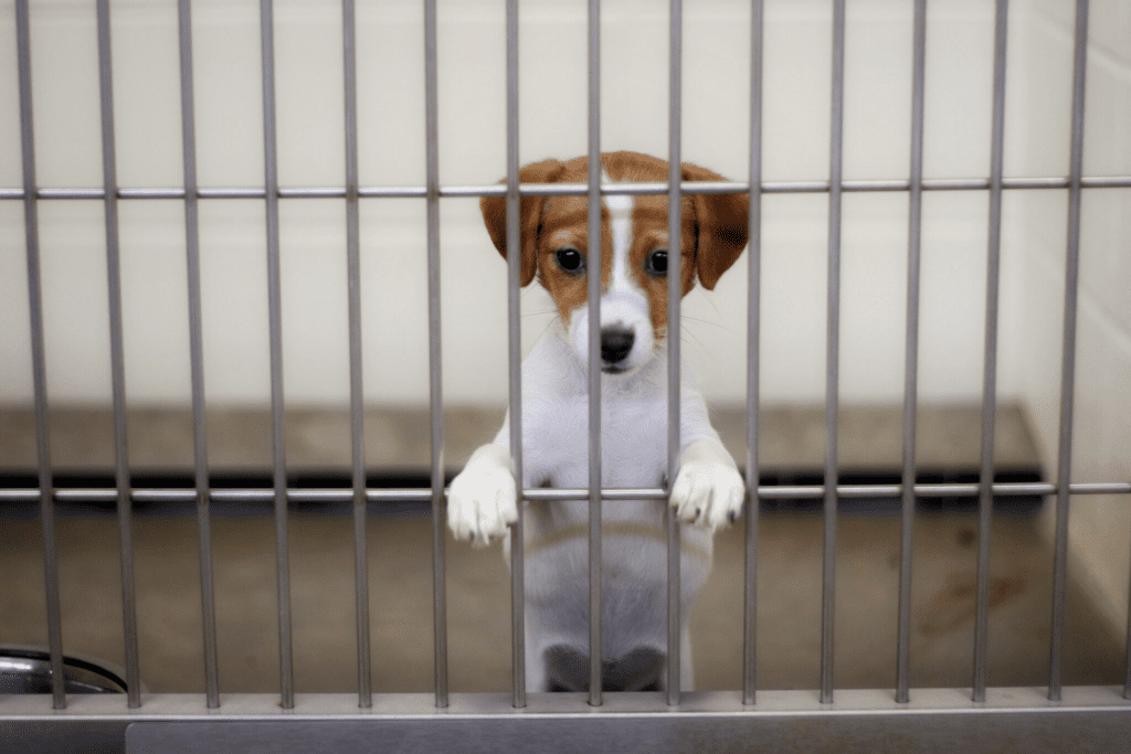 Adopt from Dog Shelters