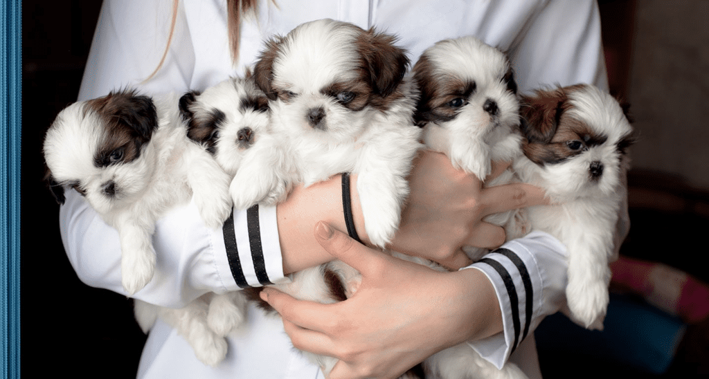 Dog Breeders