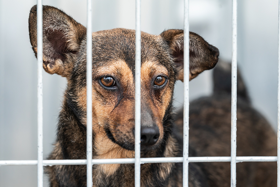 Don't Kill Dogs