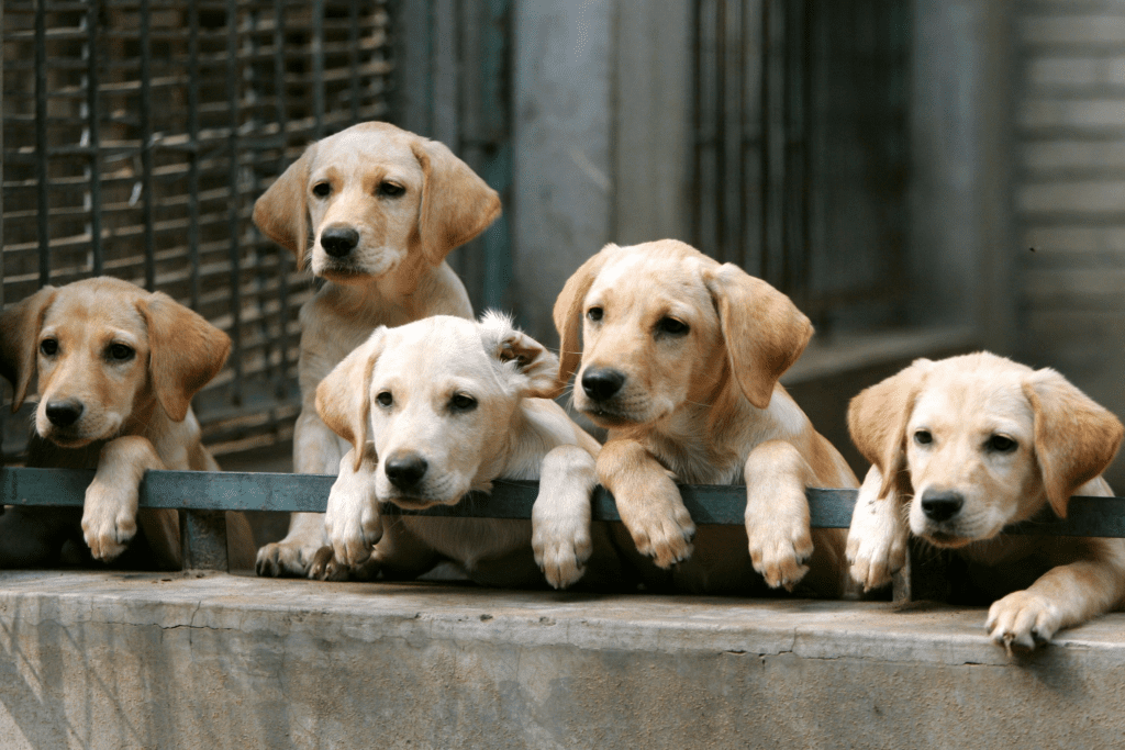 Dog Breeder Problems